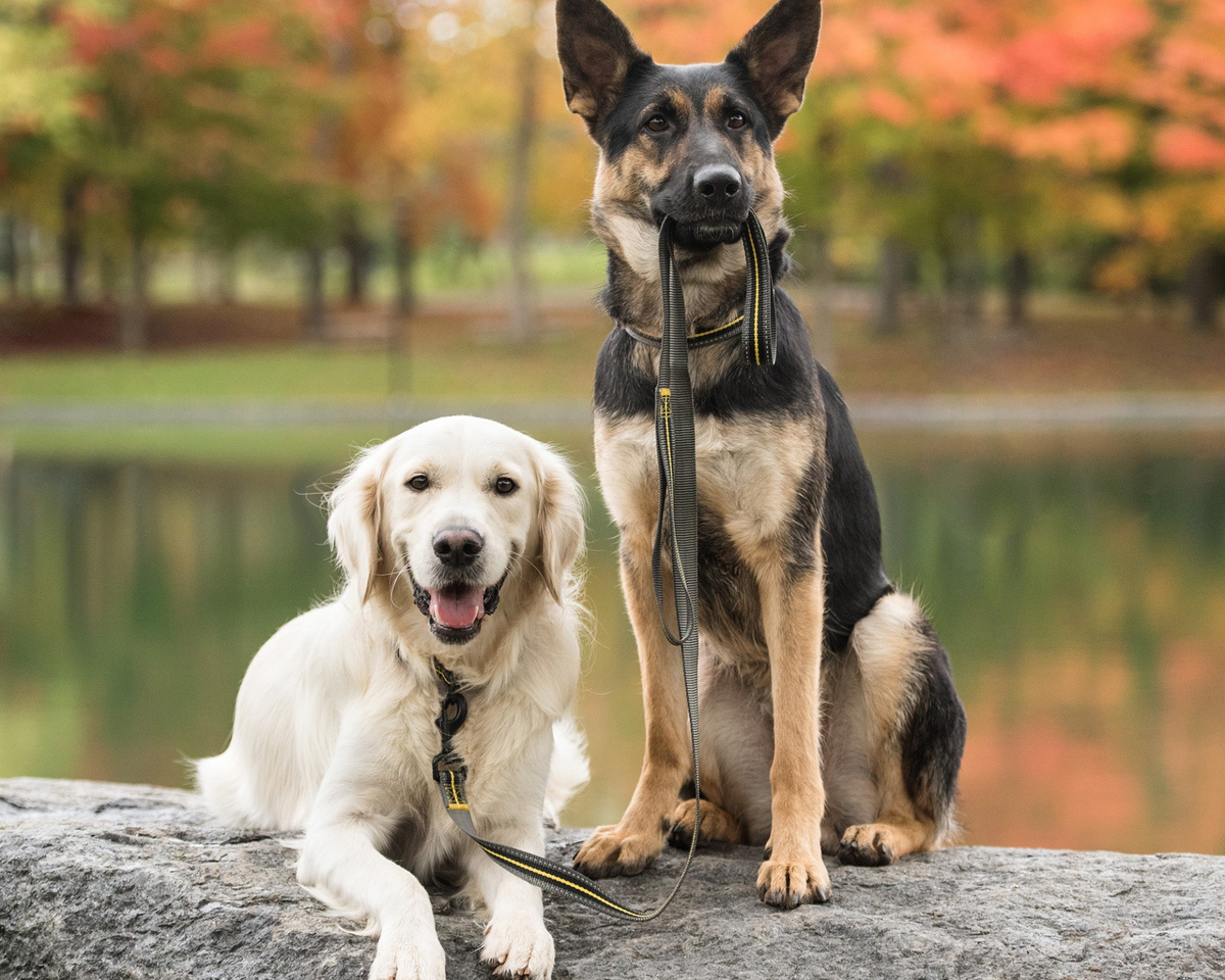 US Army Dog Leash - Dark Camo