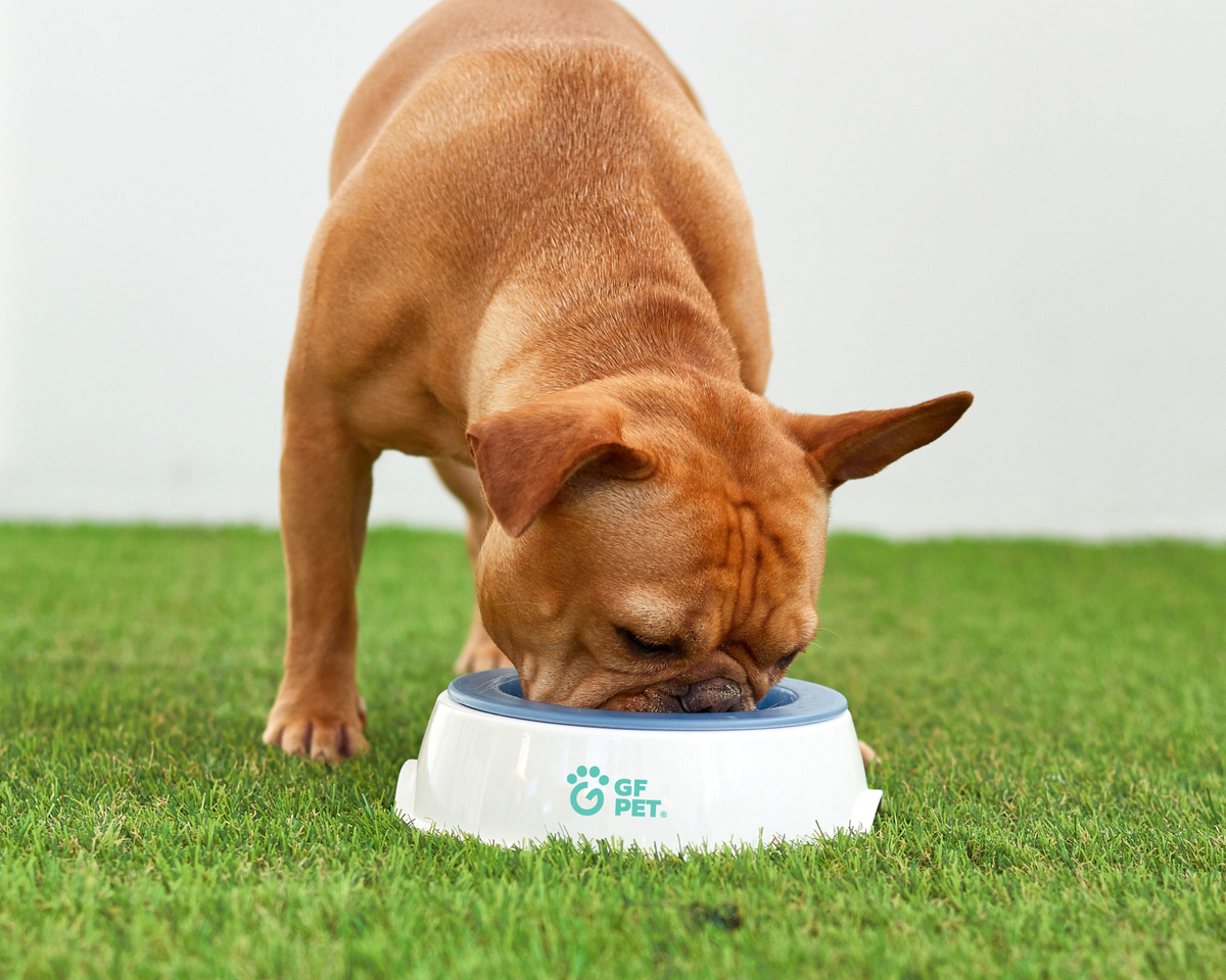 Ice Bowl - Pet Cooling Water Bowl