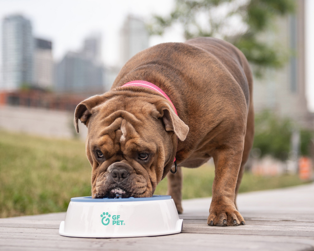 Ice Bowl - Pet Cooling Water Bowl